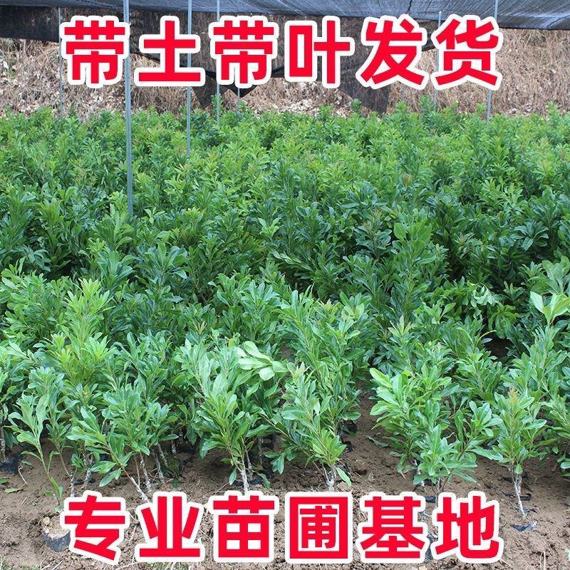 正宗东魁杨梅树苗嫁接黑炭早熟六月迟熟带叶带土发货精品次年