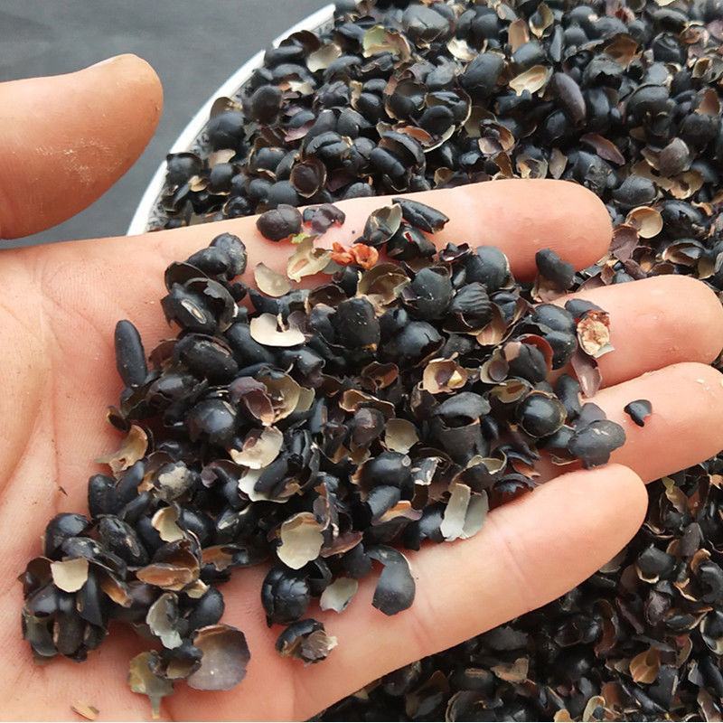黑豆衣中药材黑豆皮乌豆衣料豆衣干净无杂