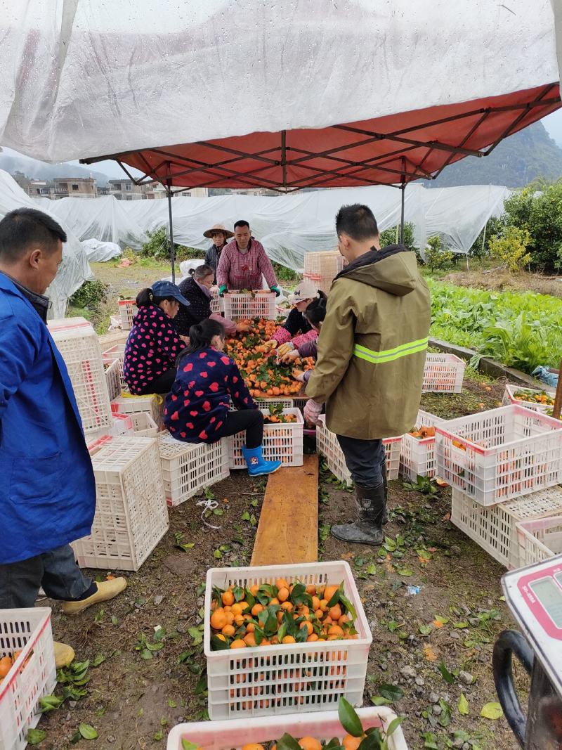 广西阳朔新鲜应季水果沙糖桔，诚信代办经营各种水果