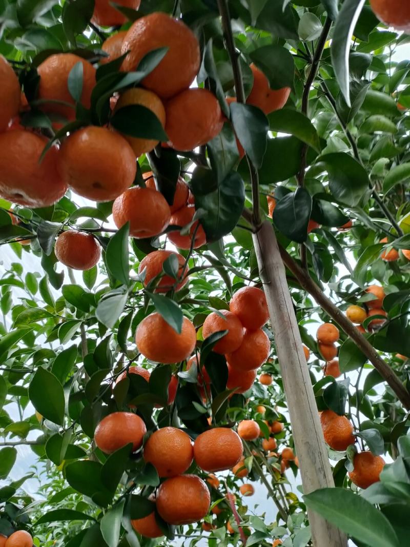 广西阳朔新鲜应季水果沙糖桔，诚信代办经营各种水果