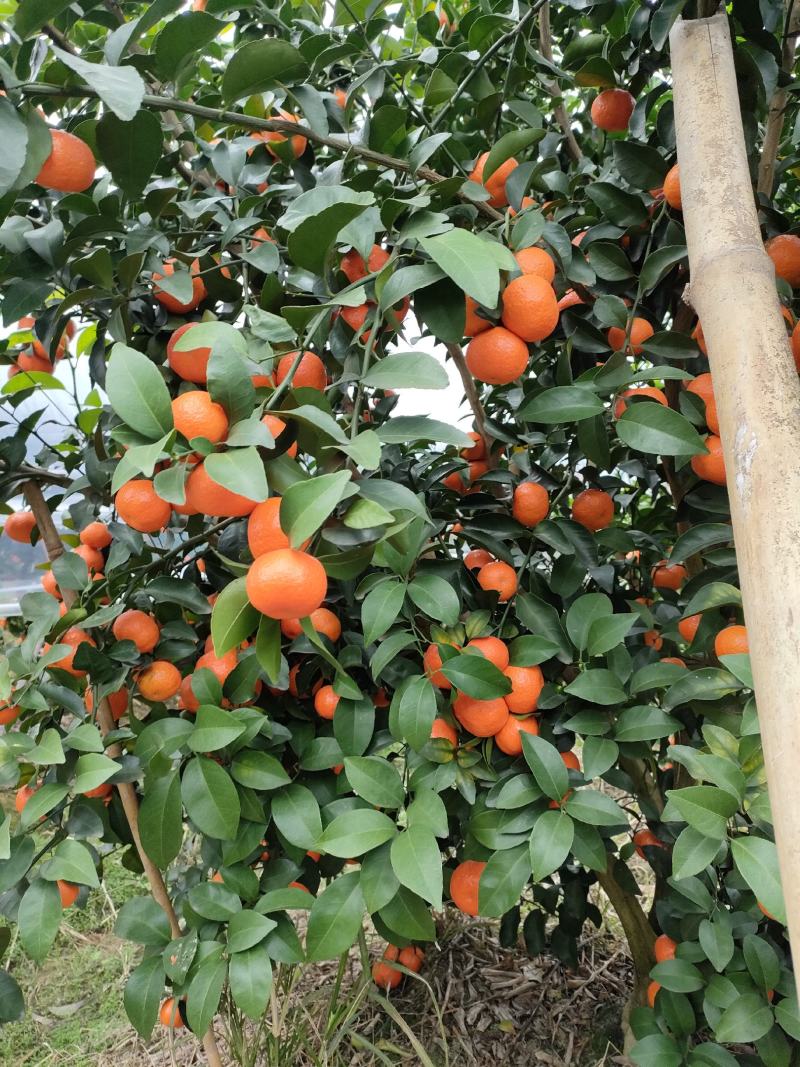 广西阳朔新鲜应季水果沙糖桔。诚信代办经营各种水果