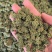 三七花云南文山四年新三七花三七三七花泡水