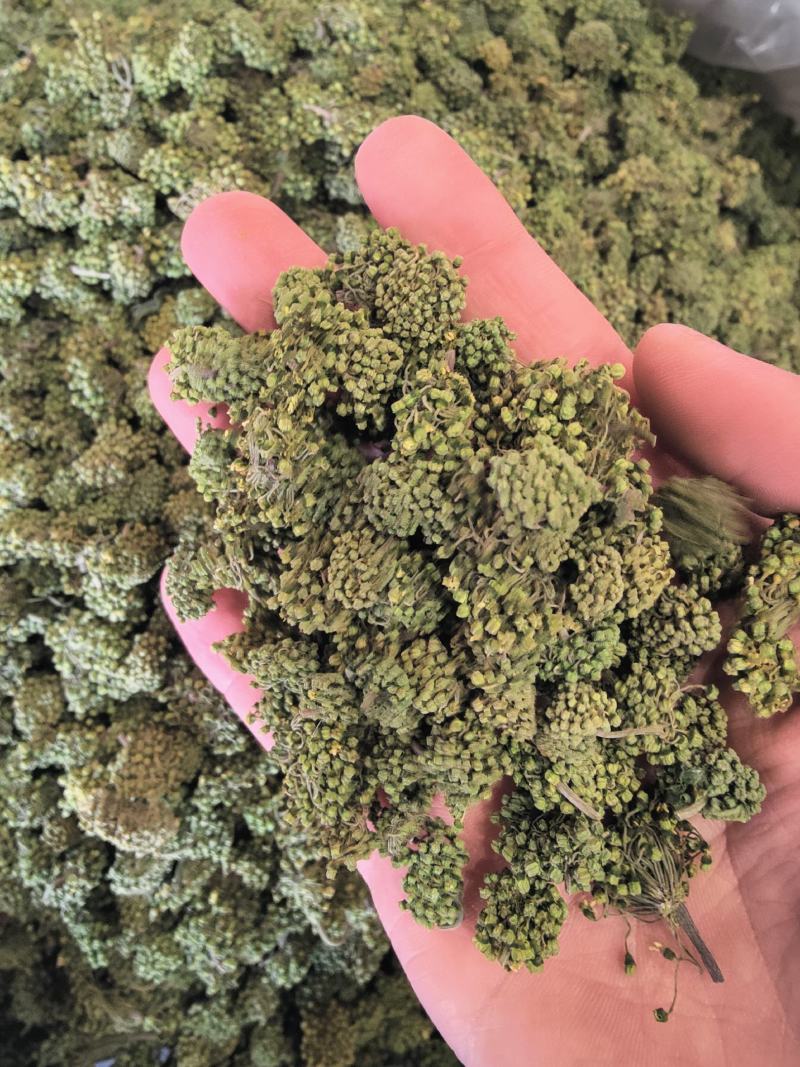 三七花云南文山四年新三七花三七三七花泡水