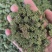 三七花云南文山四年新三七花三七三七花泡水