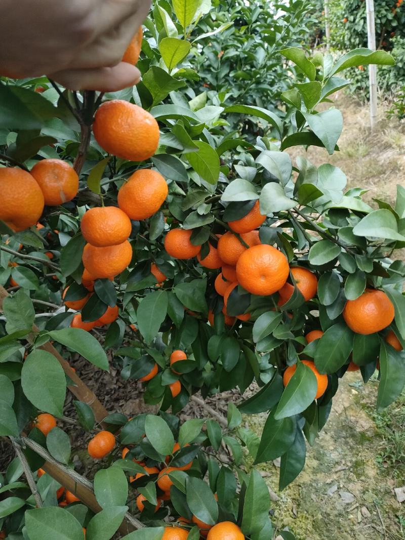 广西阳朔新鲜应季水果沙糖桔，诚信代办经营各种水果