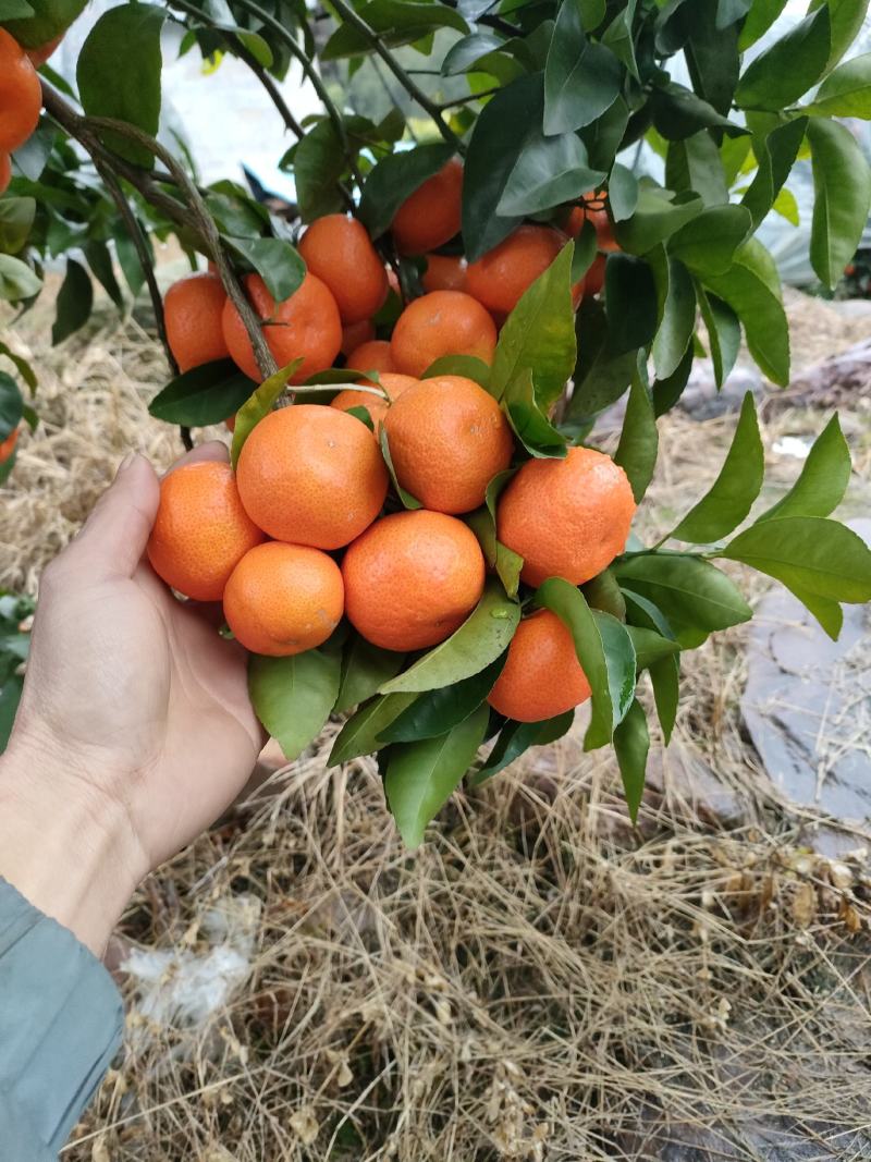 广西阳朔新鲜应季水果沙糖桔，诚信代办经营各种水果