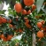 广西阳朔新鲜应季水果沙糖桔，诚信代办经营各种水果