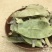 金叶子中药材劳伤叶云南假木荷马虱子草冷背药材大全