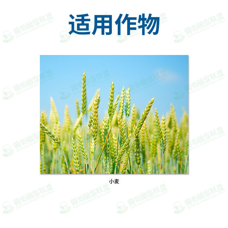 国光15%三唑酮杀菌剂小麦玉米白粉病粉锈宁锈病黑穗病