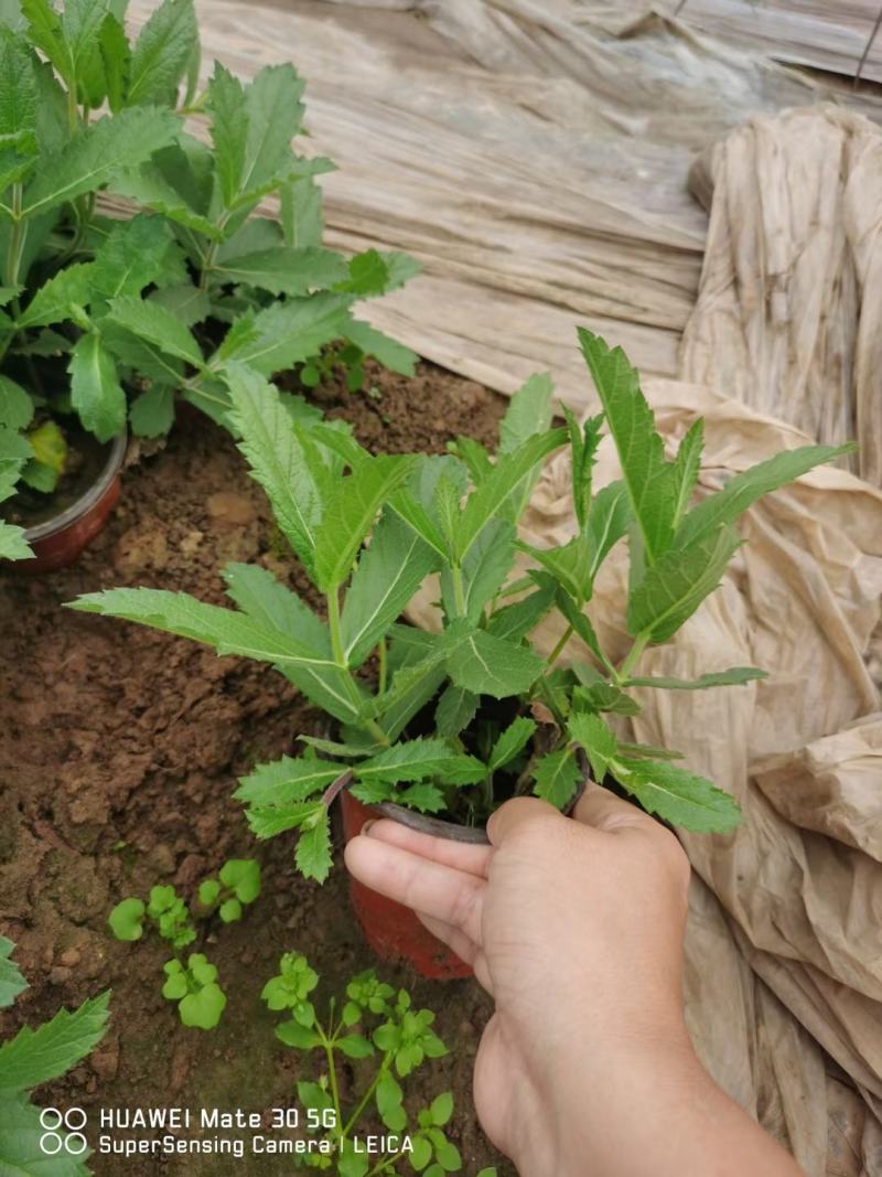 桑托斯马鞭草，基地直销大量有货，规格全，马鞭草品种多