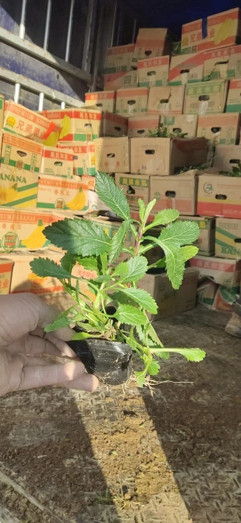 柳叶马鞭草基地直销大量有货，质量好，马鞭草品种多