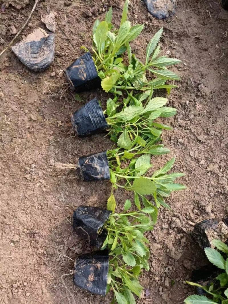 柳叶马鞭草基地直销大量有货，质量好，马鞭草品种多