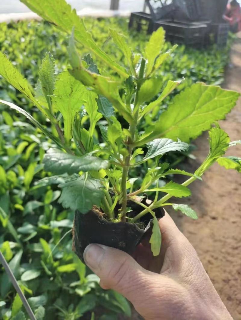 柳叶马鞭草基地直销大量有货，质量好，马鞭草品种多