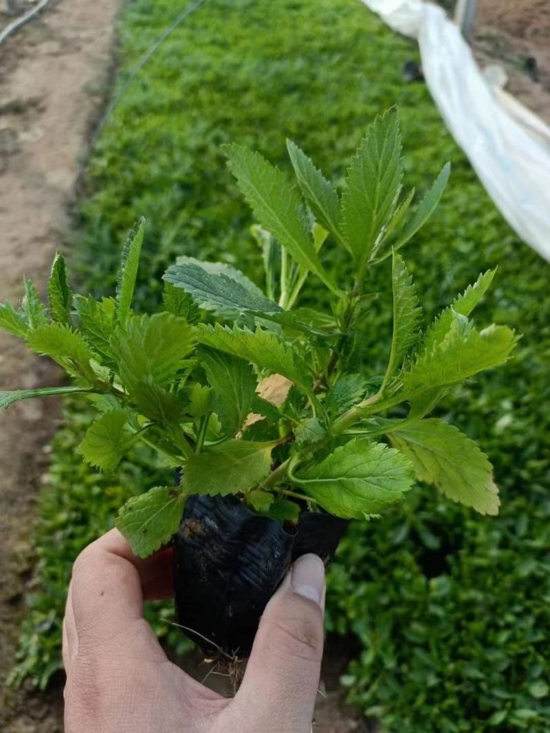 柳叶马鞭草基地直销大量有货，质量好，马鞭草品种多