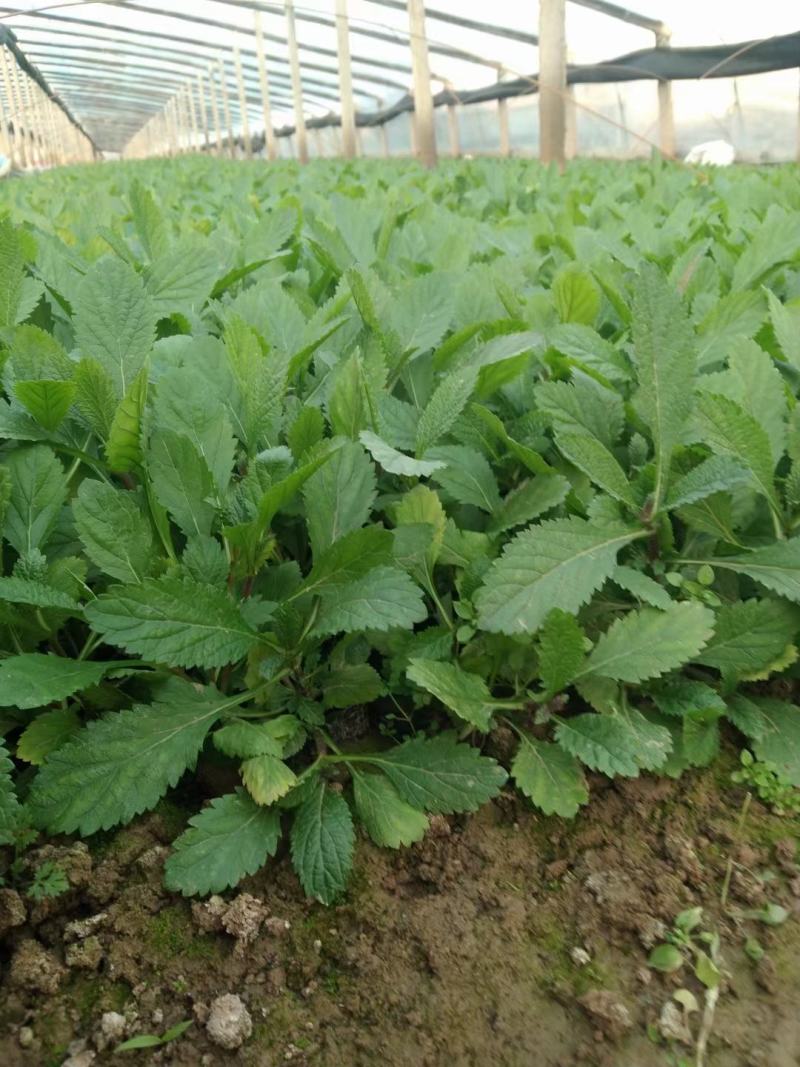 柳叶马鞭草基地直销大量有货，质量好，马鞭草品种多