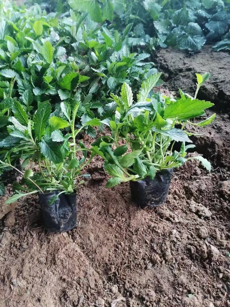 柳叶马鞭草基地直销大量有货，质量好，马鞭草品种多
