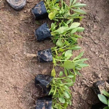 柳叶马鞭草基地直销大量有货，质量好，马鞭草品种多