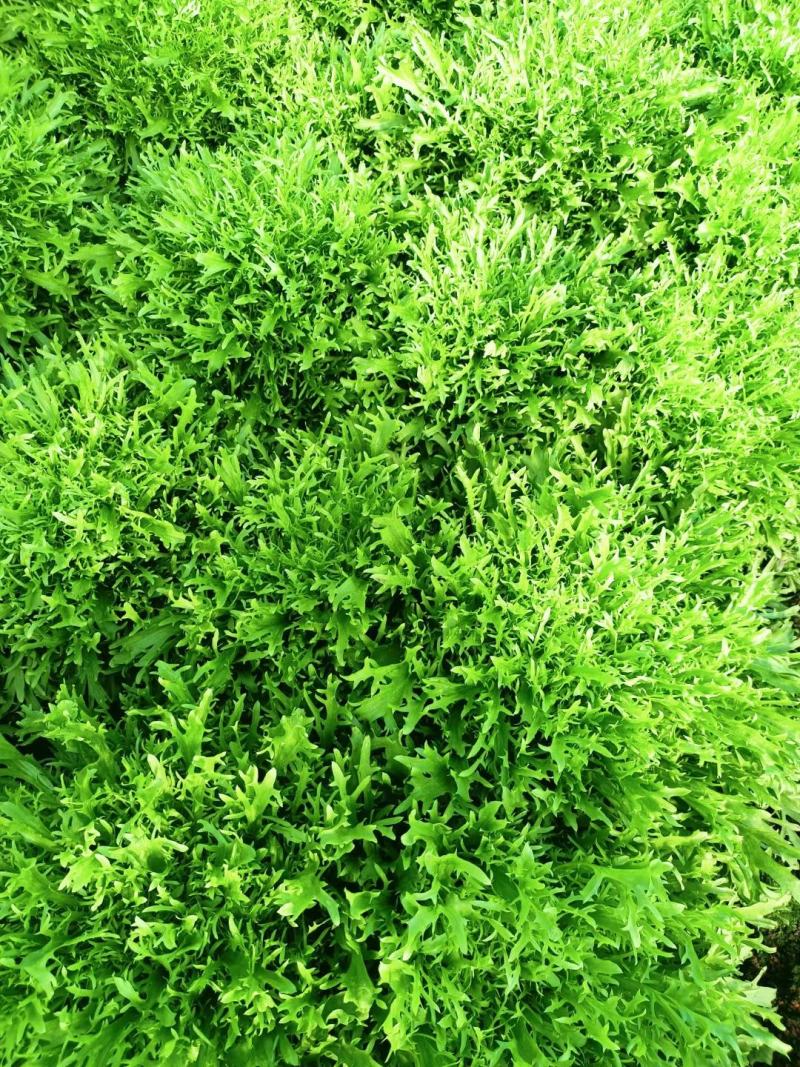 苦菊