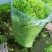 苦菊