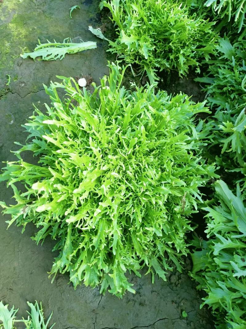 苦菊