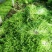 苦菊