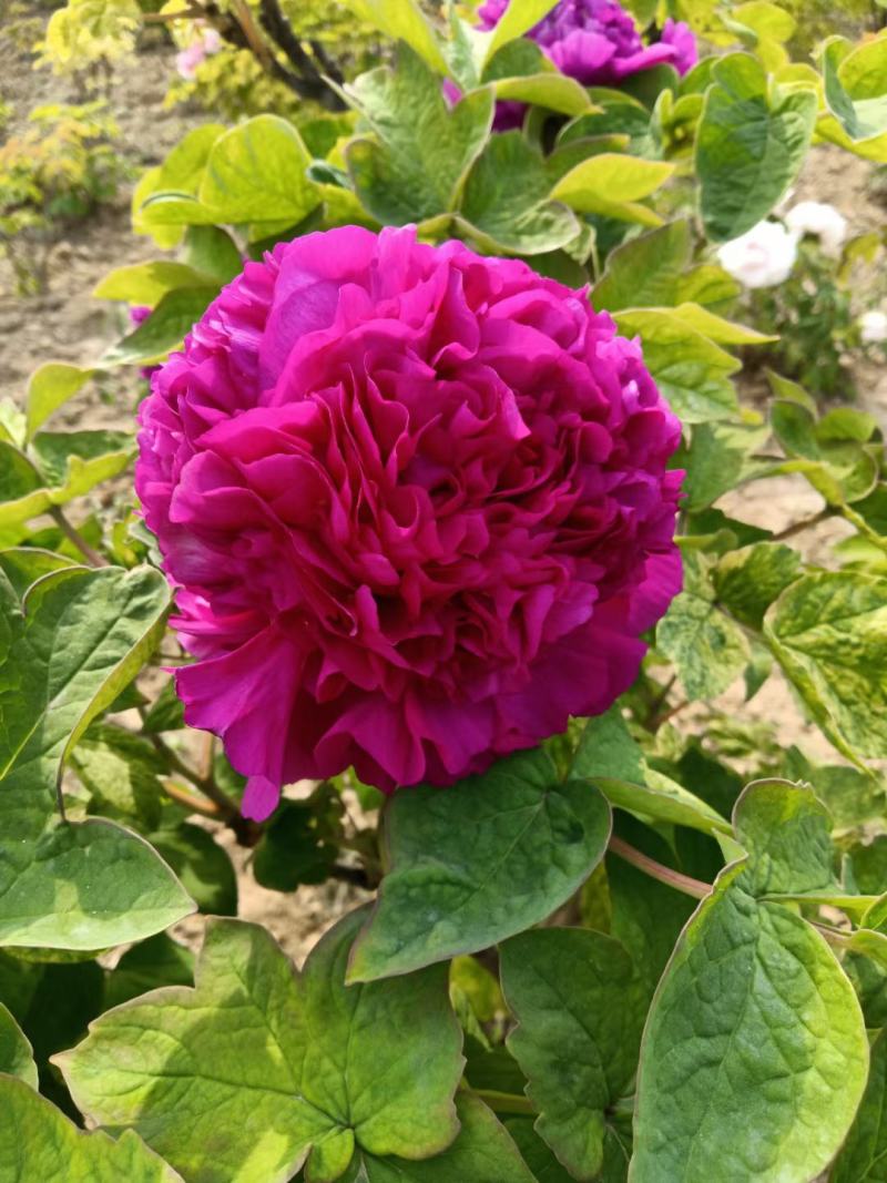 观赏牡丹，芍药