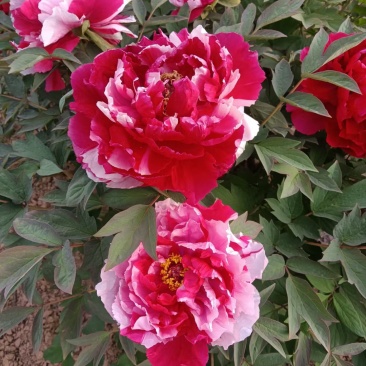 观赏牡丹，芍药