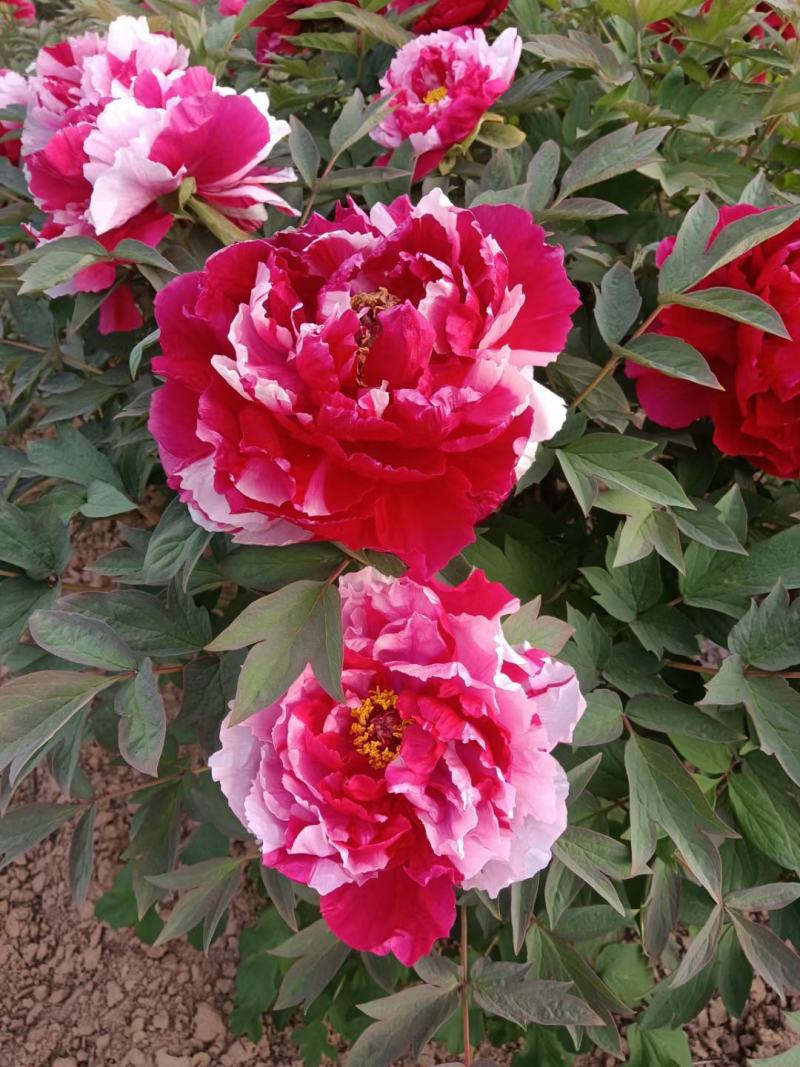 观赏牡丹，芍药