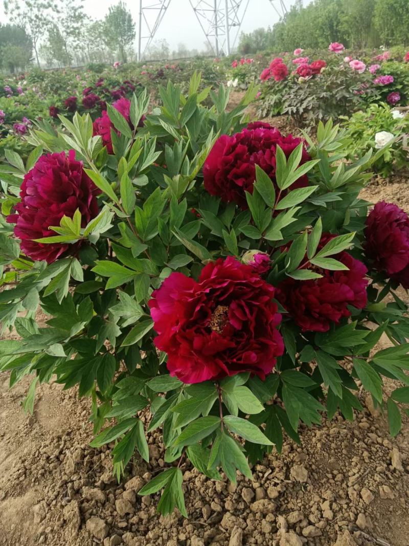 观赏牡丹，芍药