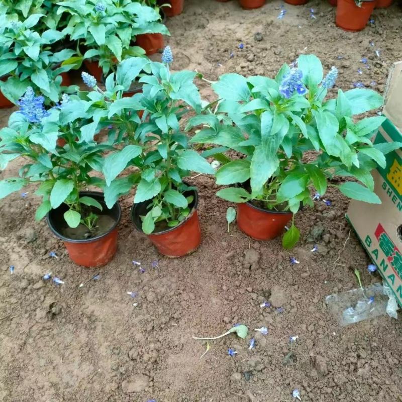 草花鼠尾草，基地直销大量有货，规格全，鼠尾草品种多