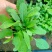 地被鼠尾草基地直销大量有货，鼠尾草品种多质量好