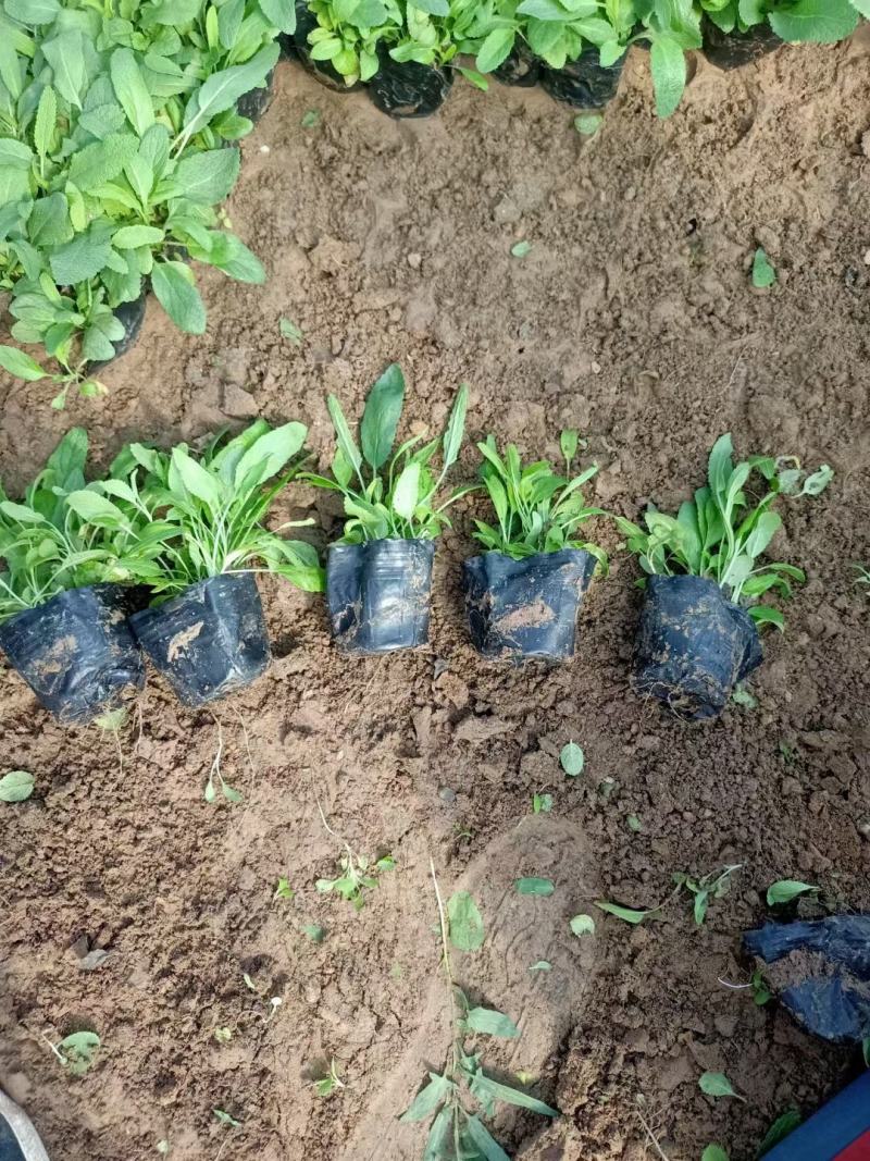 地被鼠尾草基地直销大量有货，鼠尾草品种多质量好