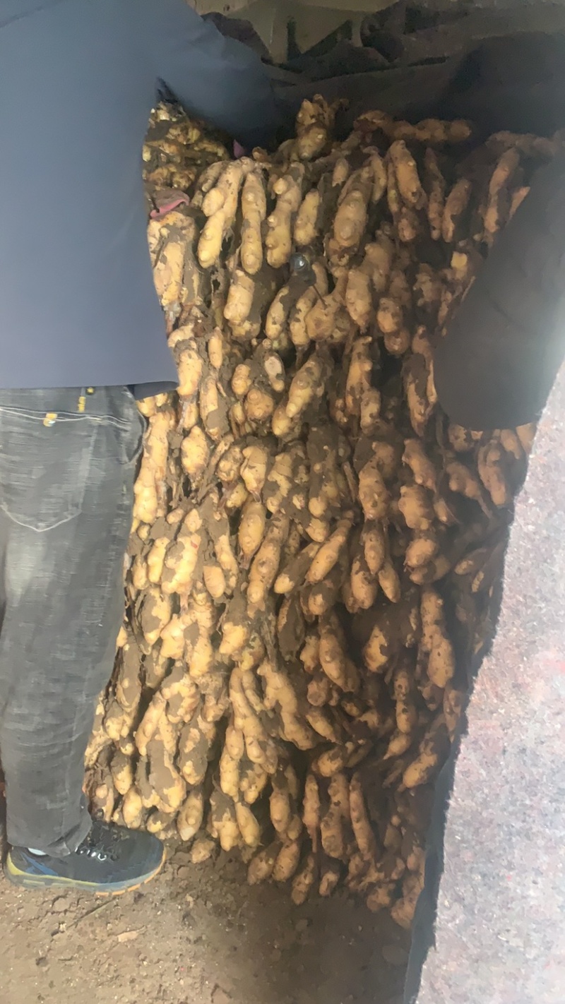 姜种平顶四山农胖孩姜种