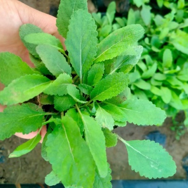地被鼠尾草基地直销大量有货，鼠尾草品种多质量好