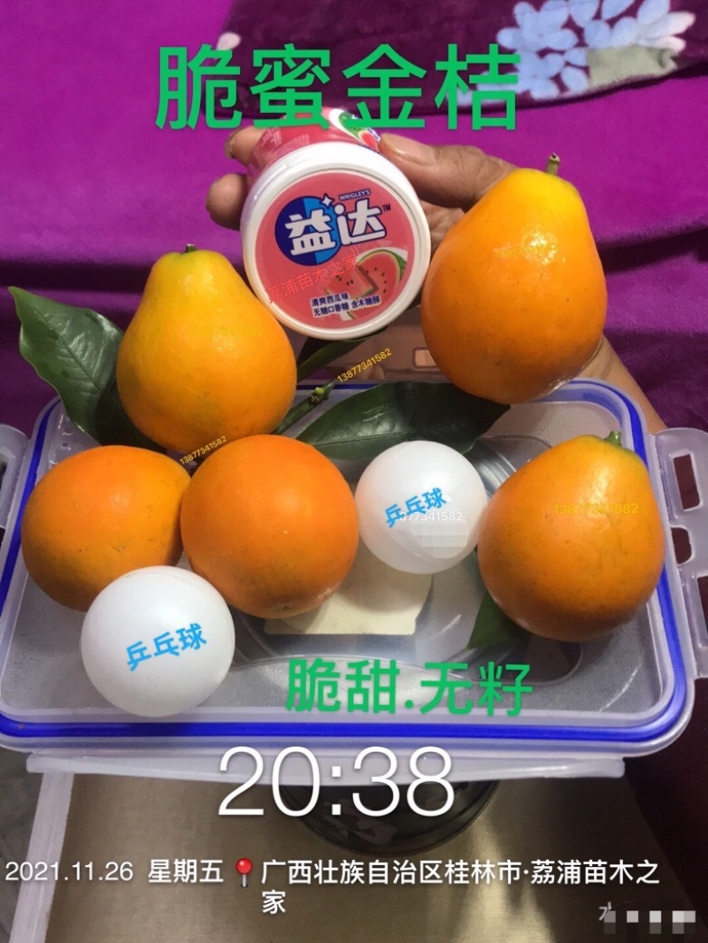 脆蜜金桔苗.果皮特脆甜.无油涩味.量大可开正式发票