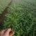 墨西哥鼠尾草，基地直销大量有货，规格全，鼠尾草品种多