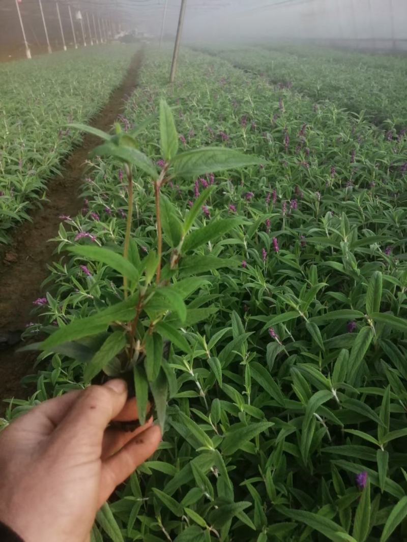 墨西哥鼠尾草，基地直销大量有货，规格全，鼠尾草品种多
