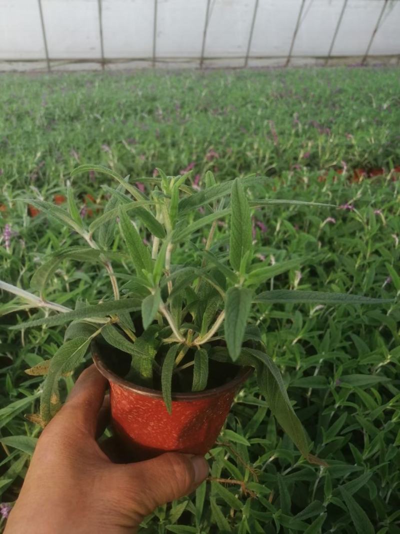 墨西哥鼠尾草，基地直销大量有货，规格全，鼠尾草品种多