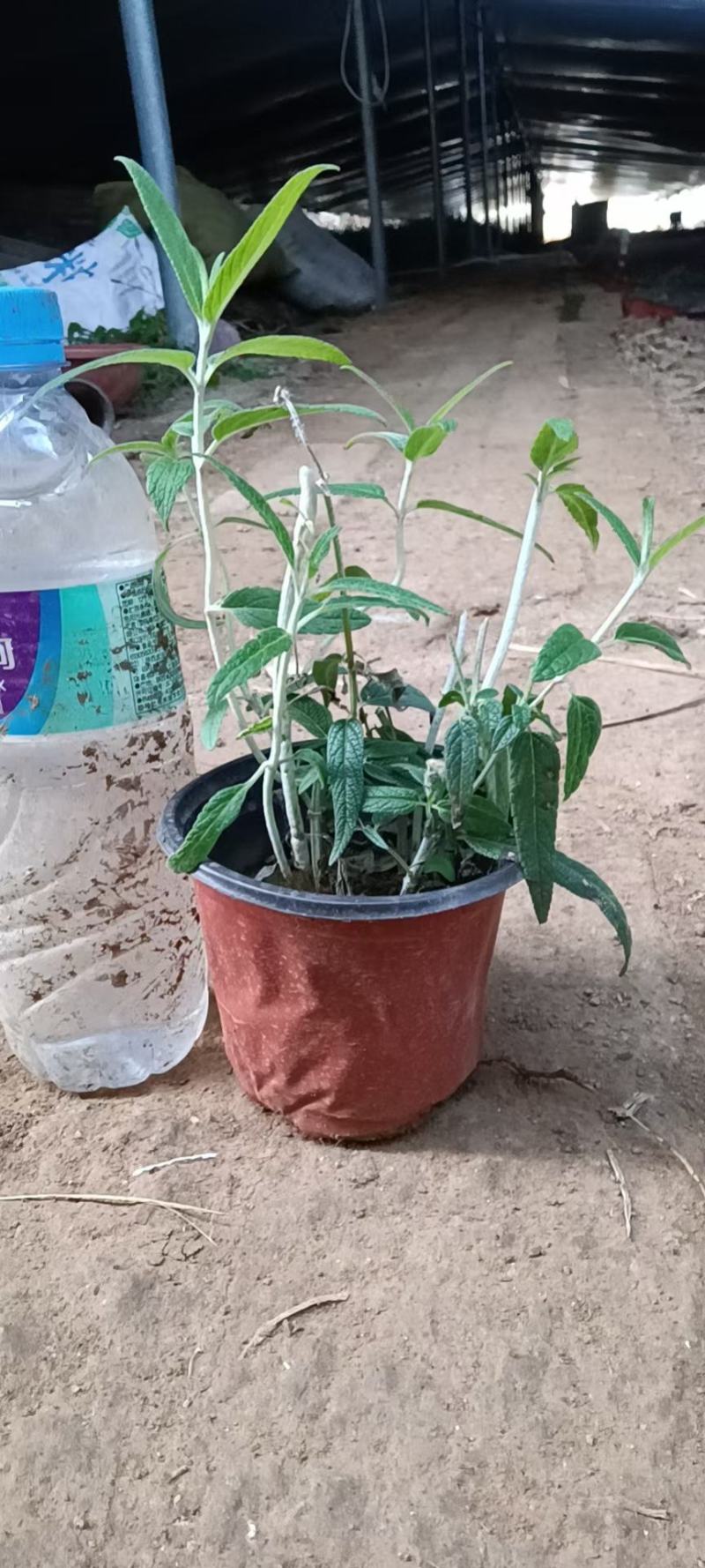 墨西哥鼠尾草，基地直销大量有货，规格全，鼠尾草品种多