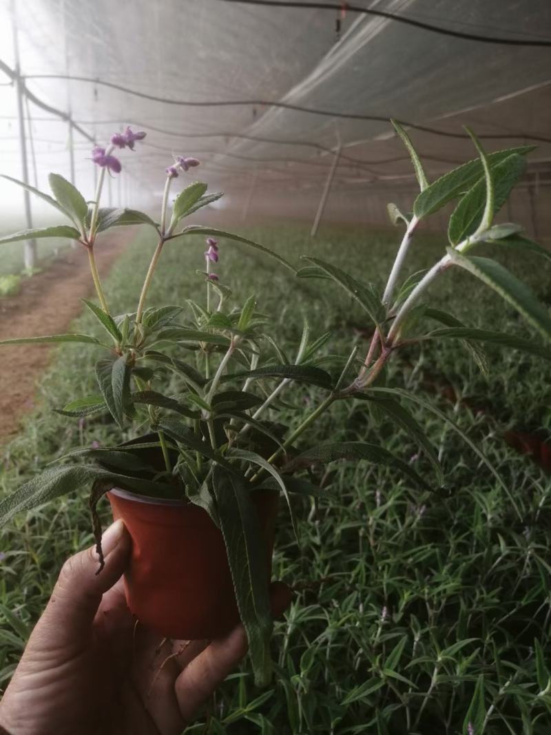 墨西哥鼠尾草，基地直销大量有货，规格全，鼠尾草品种多