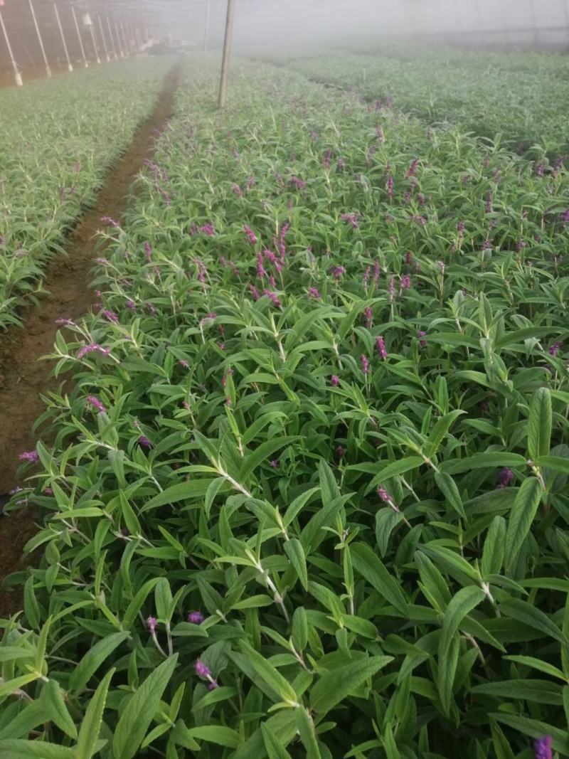 墨西哥鼠尾草，基地直销大量有货，规格全，鼠尾草品种多