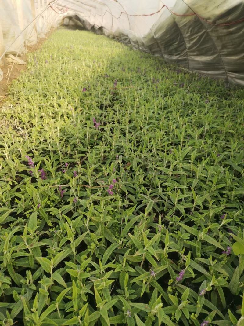 墨西哥鼠尾草，基地直销大量有货，规格全，鼠尾草品种多