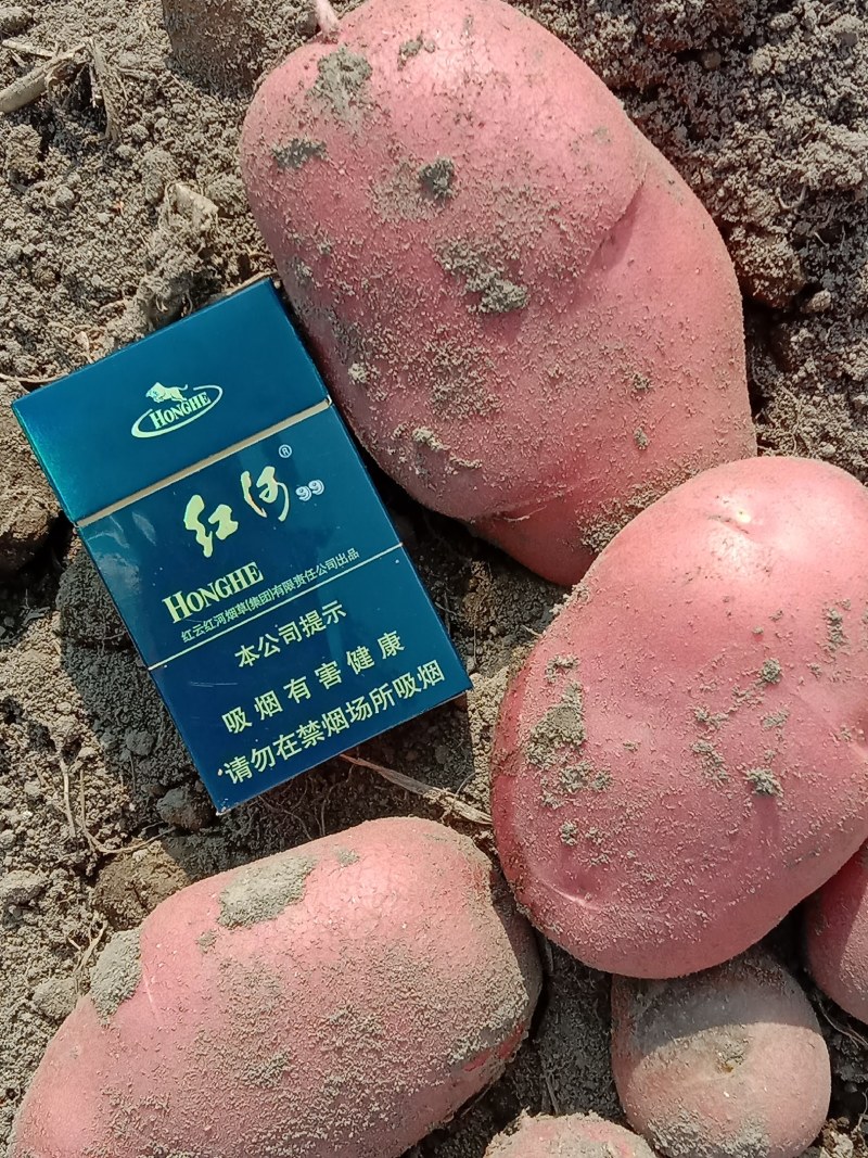 云南省青薯9号土豆，自己基地，质量好价格低，欢迎来电咨询