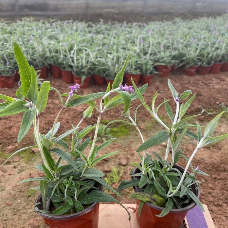 墨西哥鼠尾草，基地直销大量有货，规格全，鼠尾草品种多