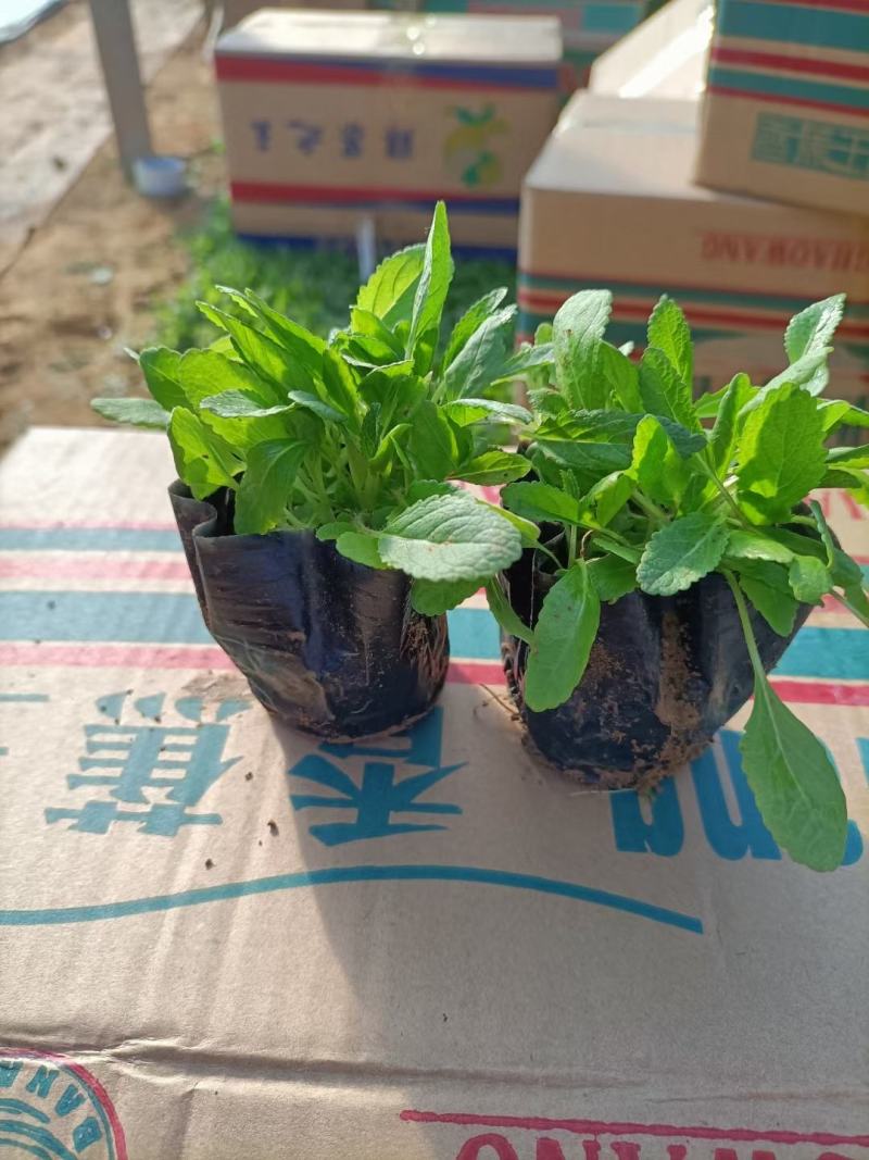 地被鼠尾草基地直销大量有货，鼠尾草品种多质量好
