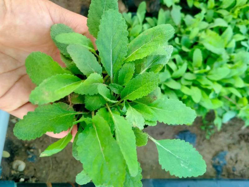地被鼠尾草基地直销大量有货，鼠尾草品种多质量好