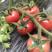 圣女果小番茄种植基地，釜山88.千禧，贝贝，六号，圆粉
