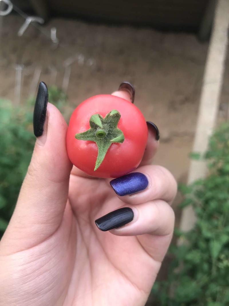 圣女果小番茄种植基地，釜山88.千禧，贝贝，六号，圆粉