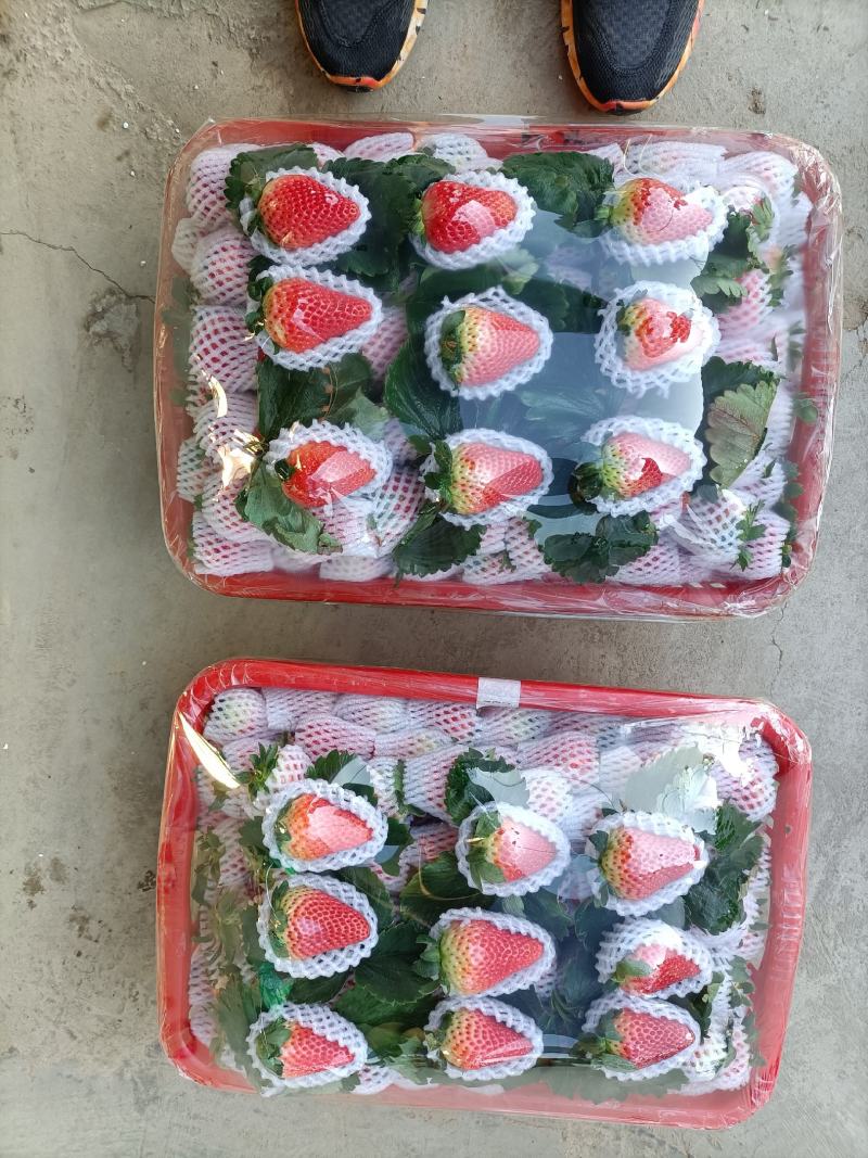 云南冬季草莓烘培草莓蛋糕奶茶糖葫芦商用草莓包