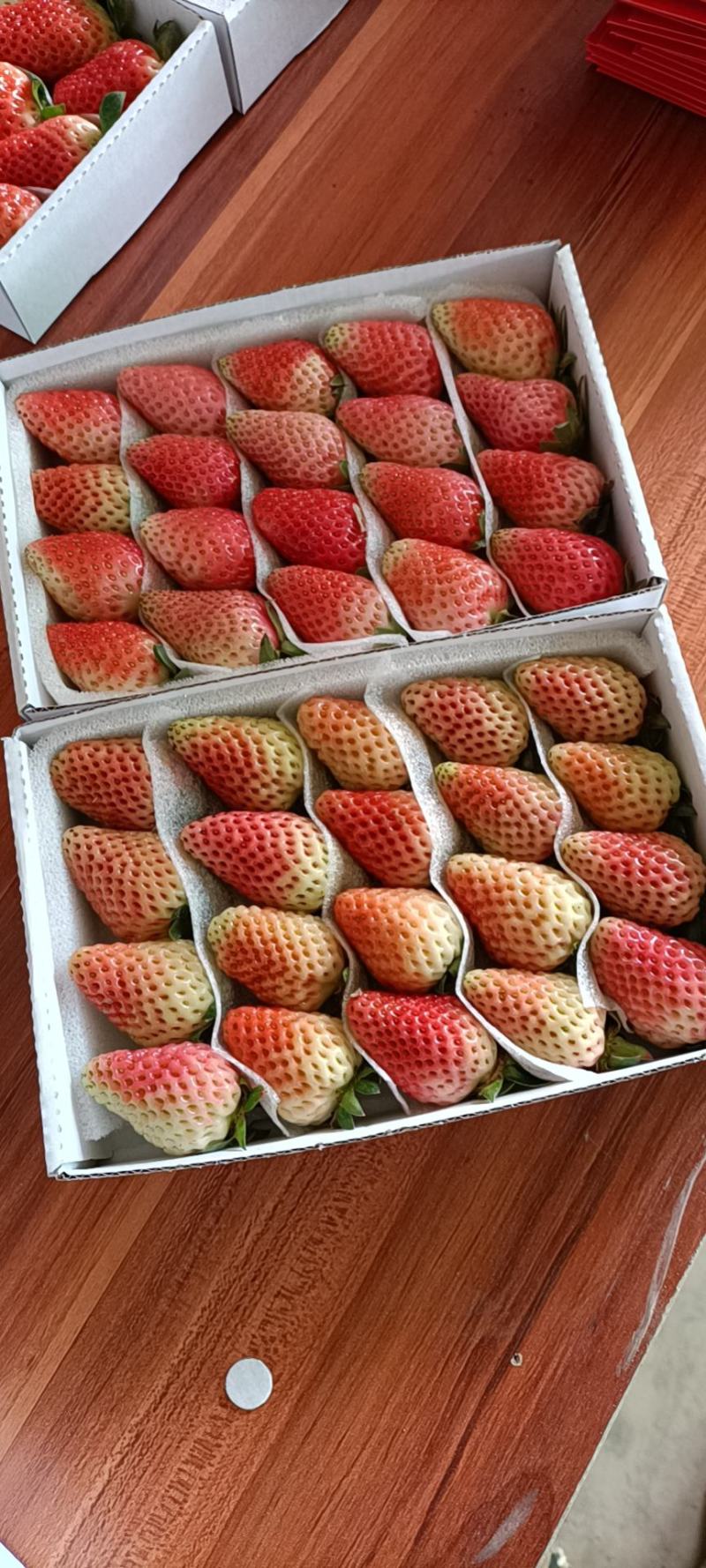 云南冬季草莓烘培草莓蛋糕奶茶糖葫芦商用草莓包